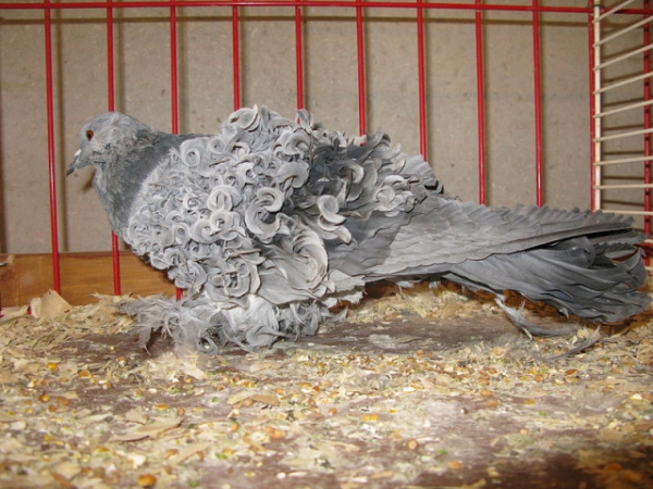 Кудрявые голуби