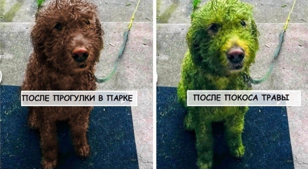 Веселые будни собачников
