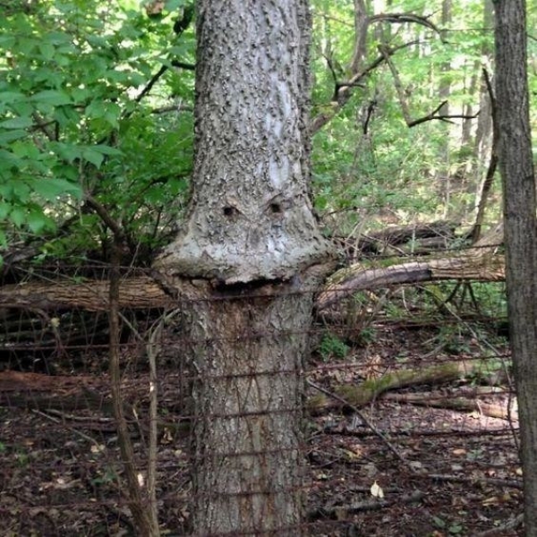 Голодные деревья выглядят устрашающе