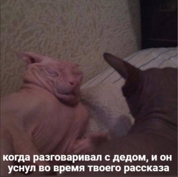 Картинки с юморными надписями