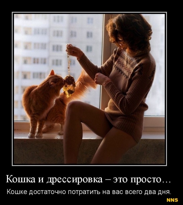 Котомотиваторы