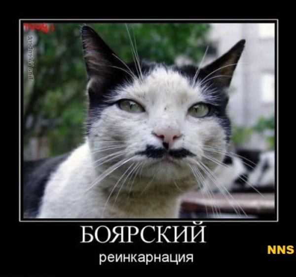Котомотиваторы