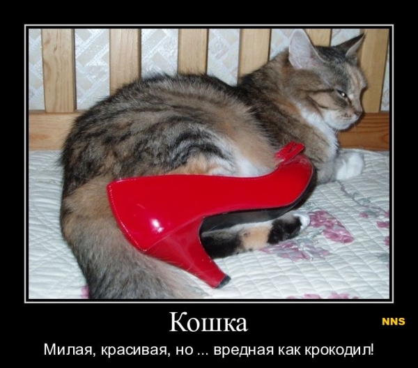 Котомотиваторы