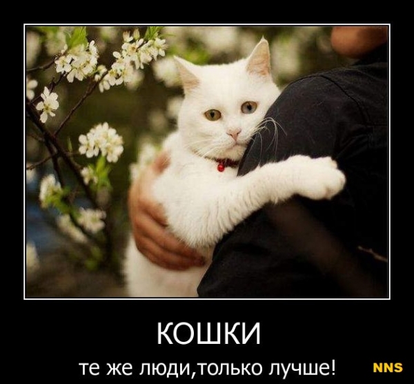 Котомотиваторы