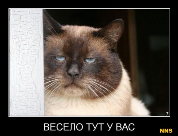 Котомотиваторы