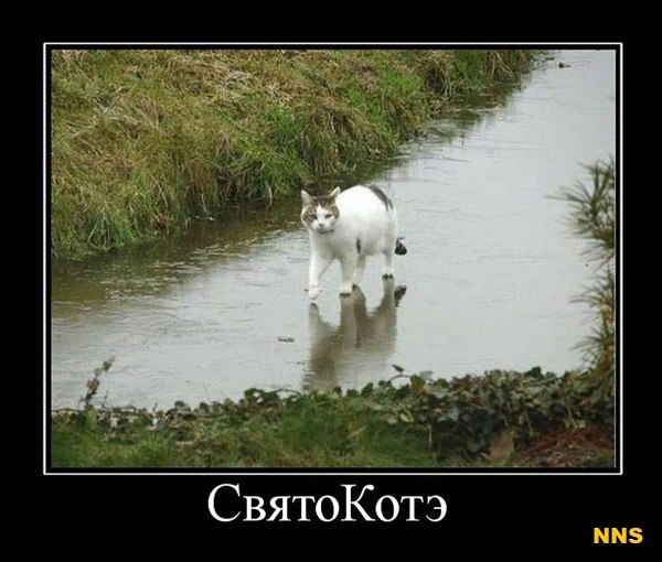 Котомотиваторы