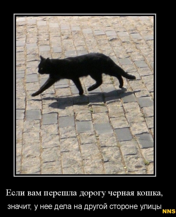 Котомотиваторы