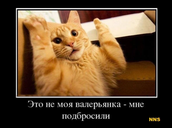 Котомотиваторы