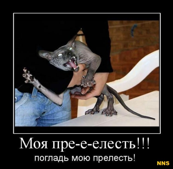 Котомотиваторы