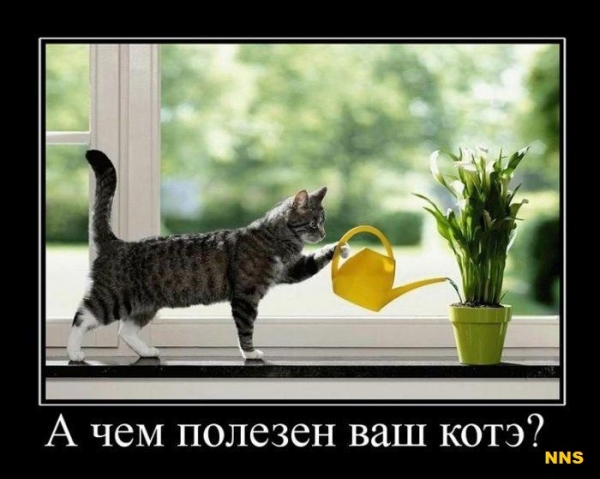 Котомотиваторы