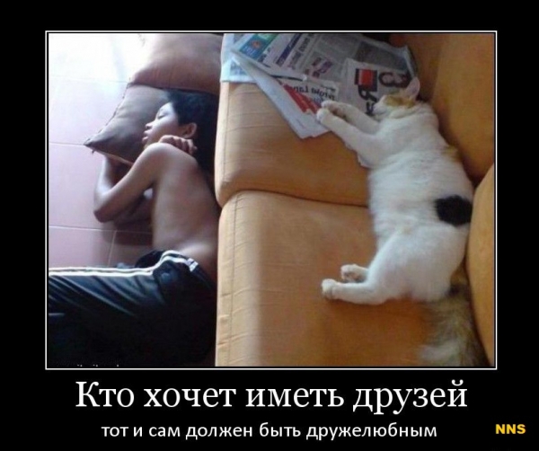 Котомотиваторы
