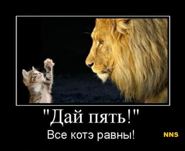 Котомотиваторы