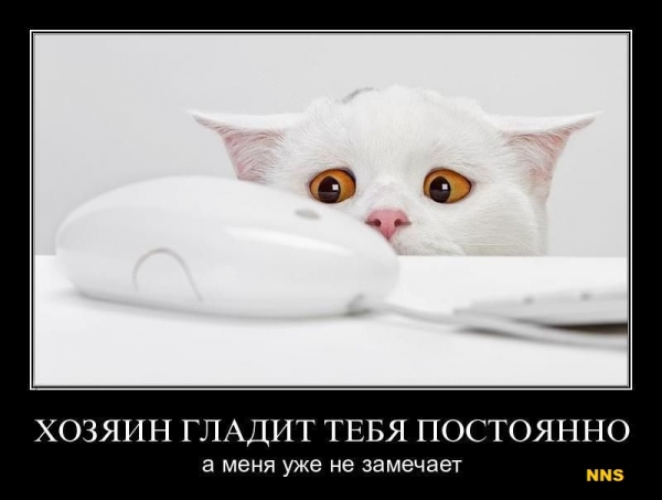 Котомотиваторы
