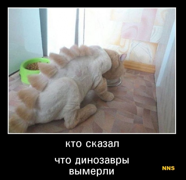 Котомотиваторы
