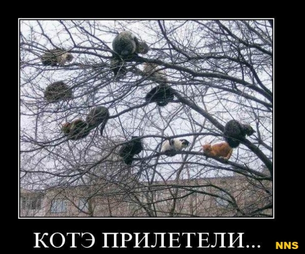 Котомотиваторы