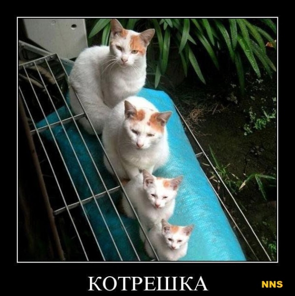 Котомотиваторы