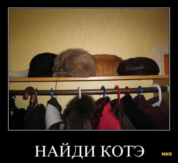 Котомотиваторы