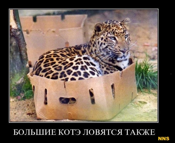 Котомотиваторы