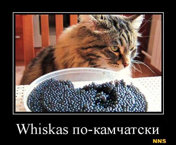 Котомотиваторы