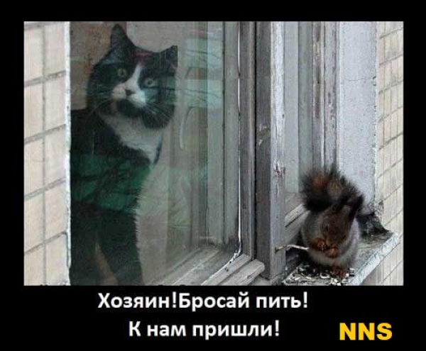 Котомотиваторы
