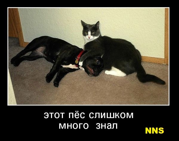 Котомотиваторы