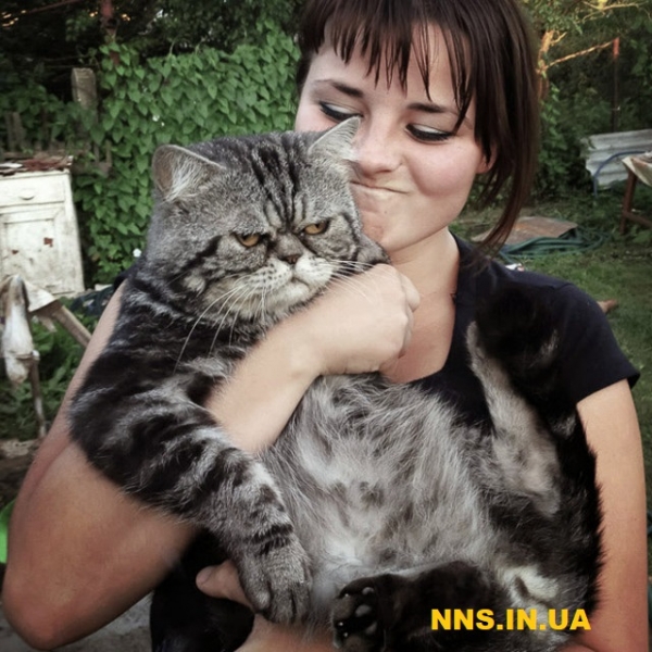 Коты не в восторге от селфи