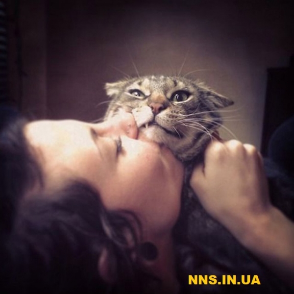 Коты не в восторге от селфи