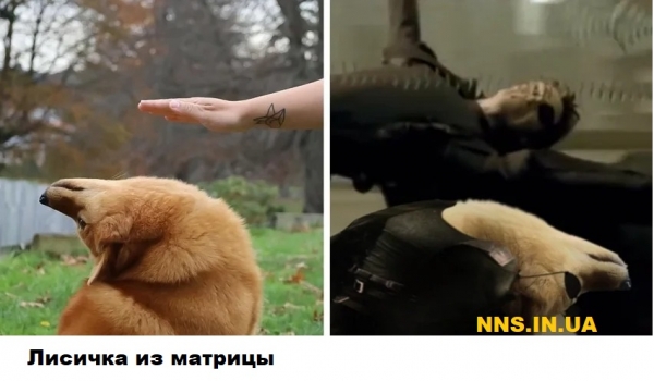 Мастера фотошопа рулят