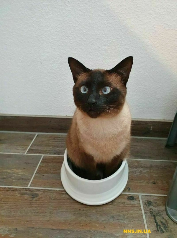 Пушистые и смешные котэ