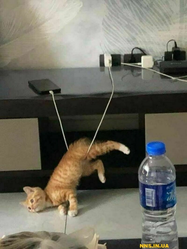 Пушистые и смешные котэ