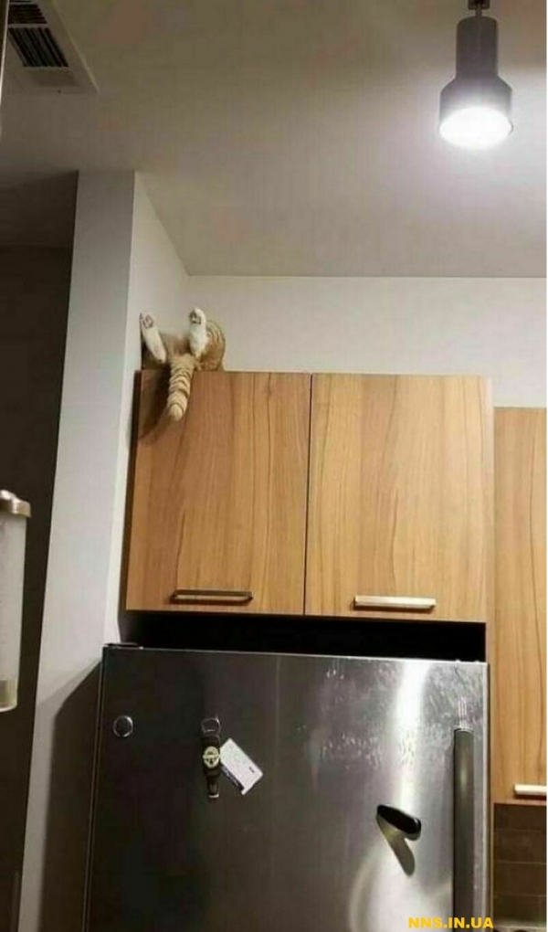 Пушистые и смешные котэ