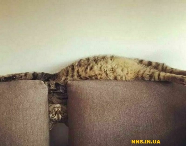 Пушистые и смешные котэ