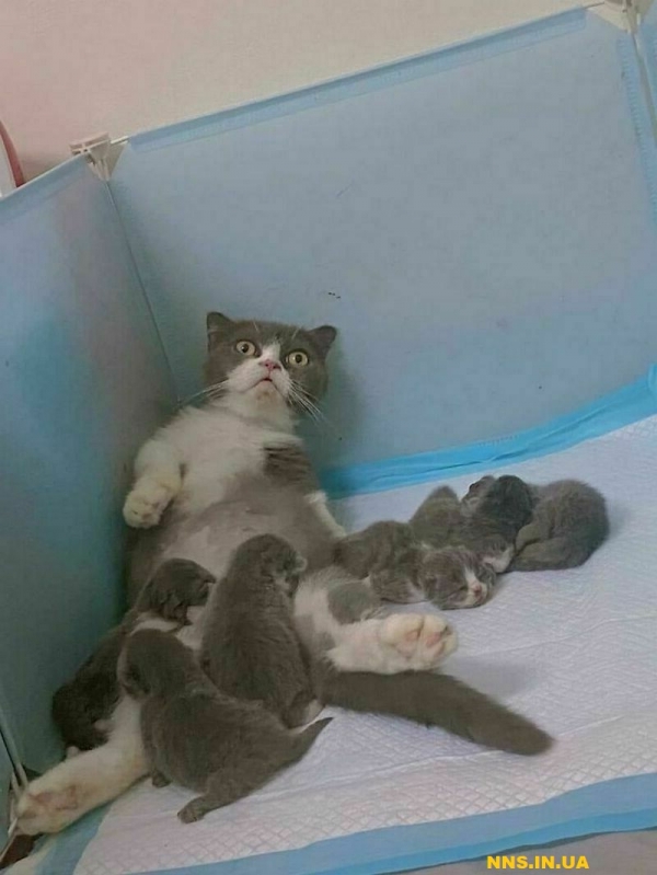Пушистые и смешные котэ