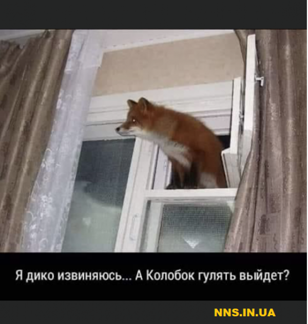 Шуточки для хорошего настроя