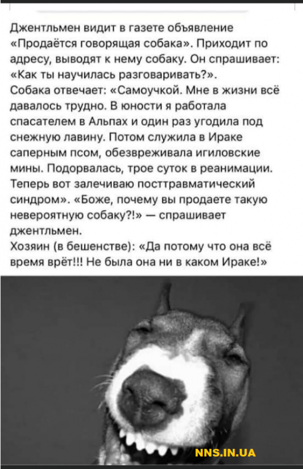 Шуточки для хорошего настроя