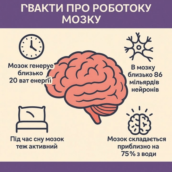 Дивовижні факти про людський мозок