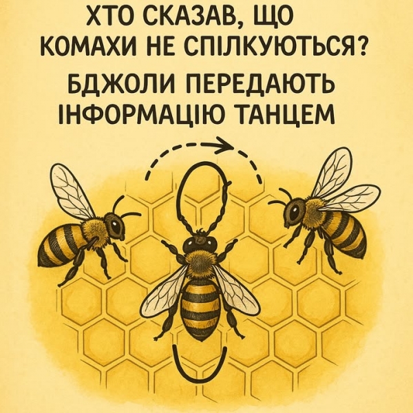Танцювальна мова бджіл: Хто сказав, що комахи не спілкуються?