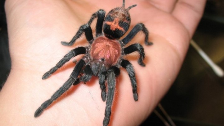 купить паука птицееда cyclosternum fasciatum L1