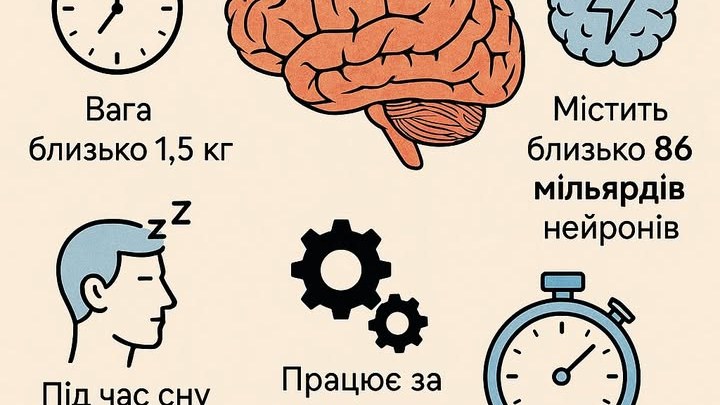 Цікаві факти про людський мозок
