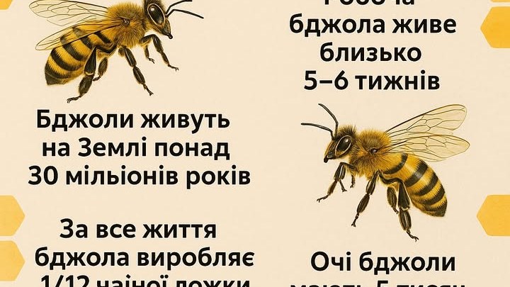 Неймовірні факти про бджіл: зовсім не медова історія!