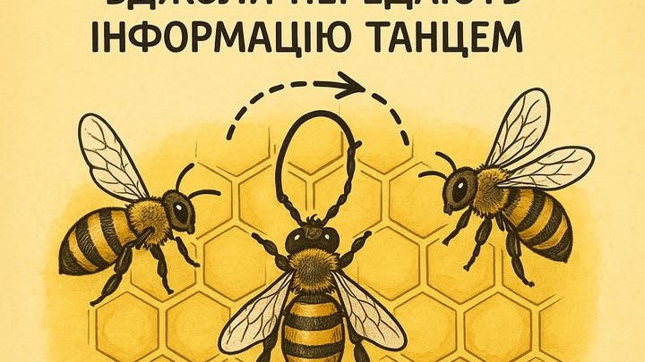 Танцювальна мова бджіл: Хто сказав, що комахи не спілкуються?